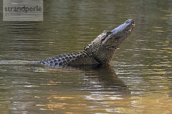 Mississippi Alligator (Alligator mississippiensis)  pike alligator  adult  friendly  portrait  smiling  courtship  courtship  advertising  in water  Florida  USA  North America