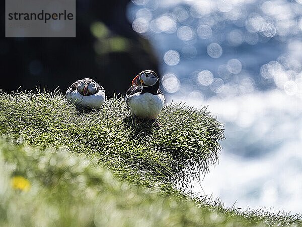 Puffin (Fratercula arctica) on a grassy slope  Heimaey Island  Westman Islands  Iceland  Europe