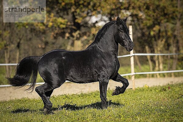 Friesian stallion in the pasture in autumn