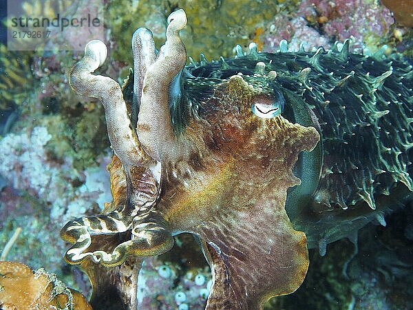 Close-up of a colourful broad-armed sepia (Sepia latimanus) in a coral-rich environment  dive site Close Encounters  Permuteran  Bali  Indonesia  Asia