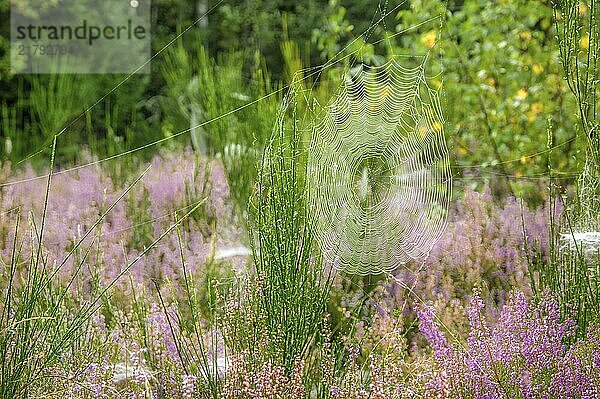 Autumn atmosphere in the nature reserve Trupbacher Heide in Germany with blooming heather at sunrise. Sunrise in Autumn time with violet Erica flowers in Germany