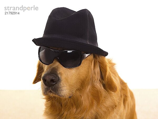 Dog dressed as mafia gangster with black hat and sunglasses golden retriever