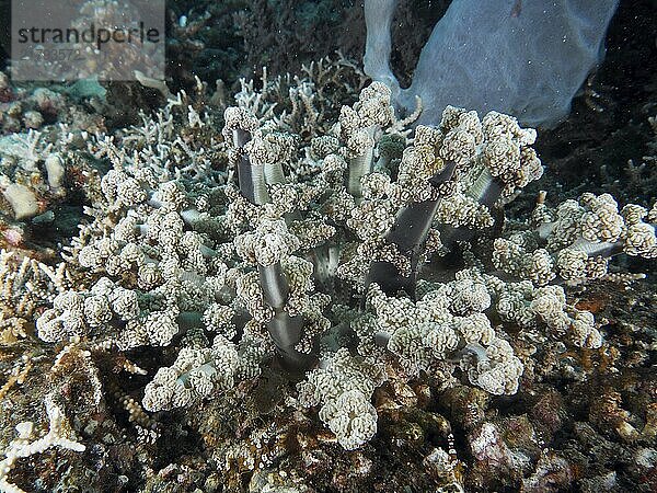 Feathered anemone  hellfire (Actinodendron plumosum)  sea anemone  in an underwater reef  dive site Spice Reef  Penyapangan  Bali  Indonesia  Asia