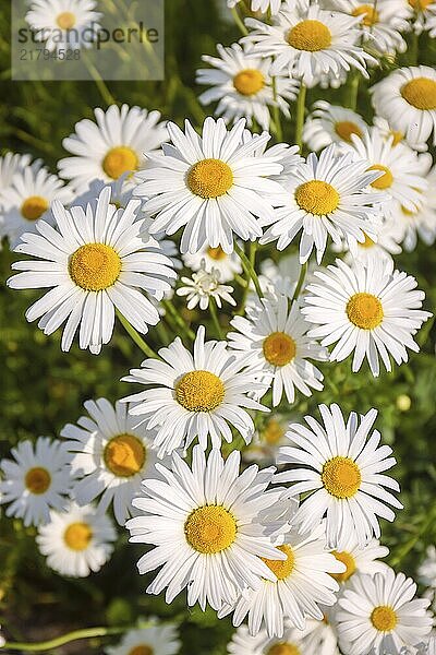 Recklinghausen  North Rhine-Westphalia  Germany - Daisies blooming in a summer meadow