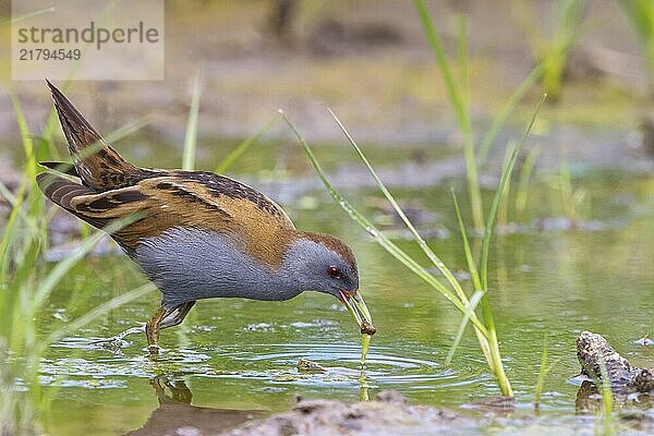 Little Crake  Little Crake  Small Crake  (Porzana parva)  biotope  habitat  foraging  family of rails  waterfowl  waterbirds Lesvos  Greece  Europe