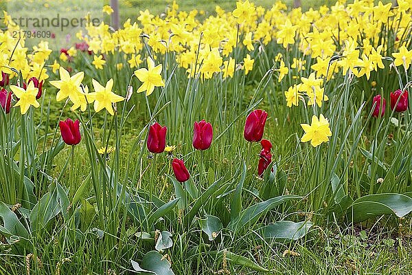 Gönningen tulip blossom  tulips (Tulipa)  flowers  red flowers  behind wild daffodil (Narcissus pseudonarcissus)  daffodils  spring bloomers  bulbous flower genus  old tradition  custom  tulip show  Tulip Sunday at the foot of the Swabian Alb  Gönningen  Reutlingen district  Baden-Württemberg  Germany  Europe