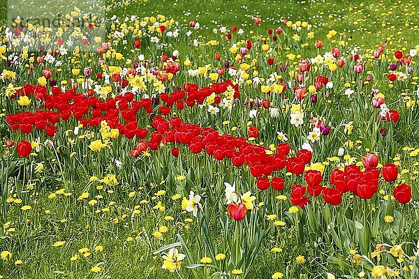 Gönningen tulip blossom  historical cemetery Gönningen  tulips (Tulipa)  flowers  cross of red tulips  common dandelion (Taraxacum sect. Ruderalia)  yellow flowers  spring bloomers  old tradition  custom  tulip show  Tulip Sunday at the foot of the Swabian Alb  Gönningen  district of Reutlingen  Baden-Württemberg  Germany  Europe