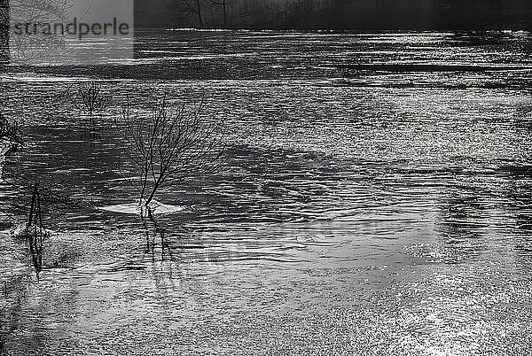 A tree in a frozen lake