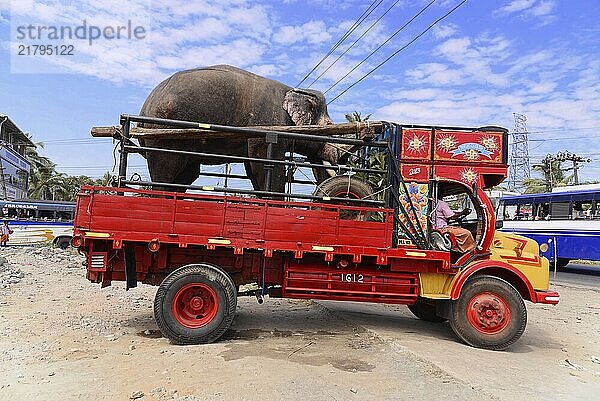 Elephant transport by truck  Fort Kochi  Kochi  Kerala  South India  India  Asia  An elephant on a truck on an open road under a blue sky  Mysore  Karnataka  Asia