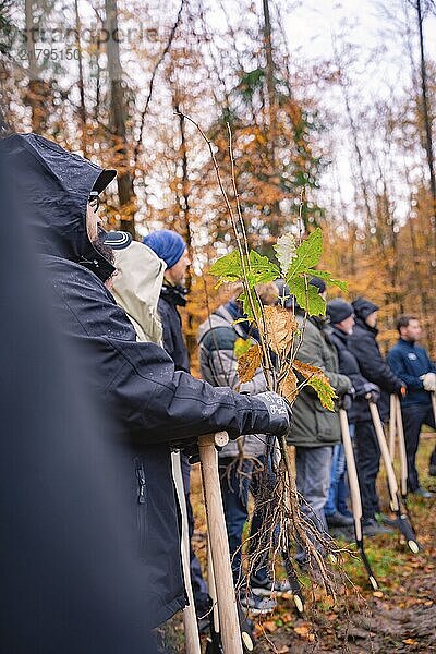 People with shovels and plants in autumn forest  tree planting campaign  Waldbike Calw  district of Calw  Black Forest  Germany  Europe