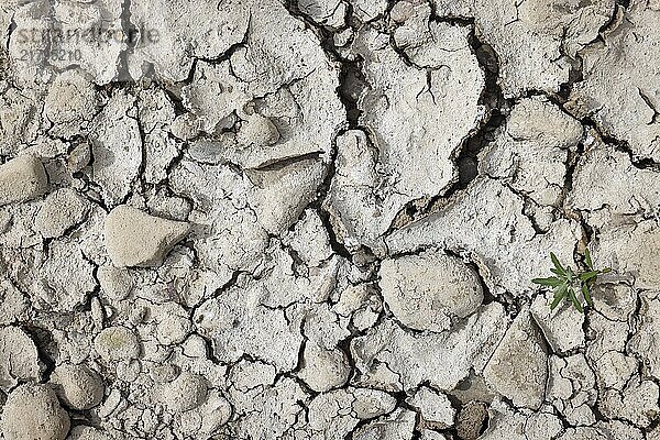 Düsseldorf  North Rhine-Westphalia  Germany  Dry riverbed in the Rhine. After a long dry spell  the level of the Rhine fell to 71 cm today. Skippers speak of small water at this level  Europe