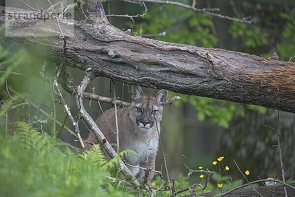 One male cougar  Puma concolor  resting in front of a log and yellow flowers in fresh green grass