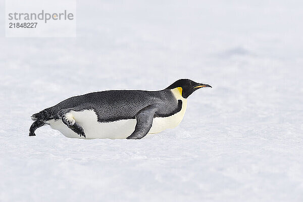 Emperor penguin lying in snow on Snow Hill Island  Antarctica