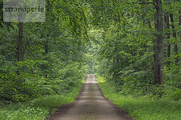 Dirt road through a lush green forest in Steigerwald  Franconia  Bavaria  Germany