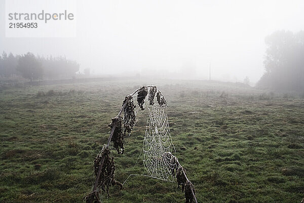 A spider web hangs from plants in a field along the Camino de Santiago between Sarria and Portomarin  Galicia  Spain.