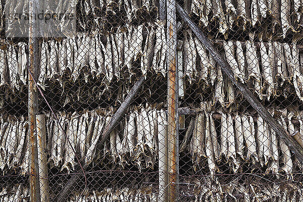 Stockfish hanging to dry in Ãƒâ€¦  Lofoten Islands  Norway.