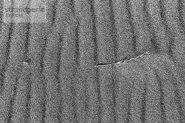 A blade of grass is partially buried under ripples in sand on Bunes Beach  Moskenesoya  Lofoten Islands  Norway.