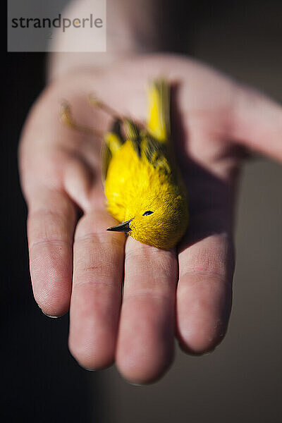 A man holds in his hand a male yellow warbler (Setophaga petechia) found dead on a road near Crested Butte  Colorado.