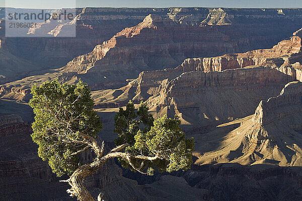 Sunrise illuminates distant mesas and a gnarled pinyon pine tree on the South Rim  Grand Canyon National Park  Arizona.