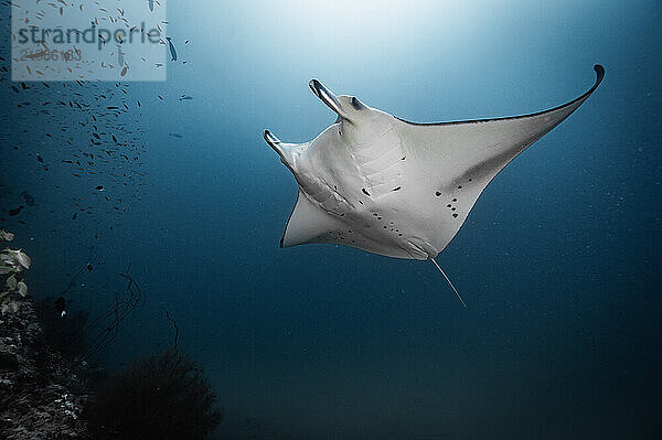 Manta ray gracefully gliding by in the Maldives