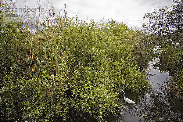 Great Egret (Ardea alba) in Everglades National Park  Florida.