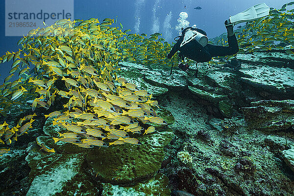 shoal of blue lined snapper in the Maldives