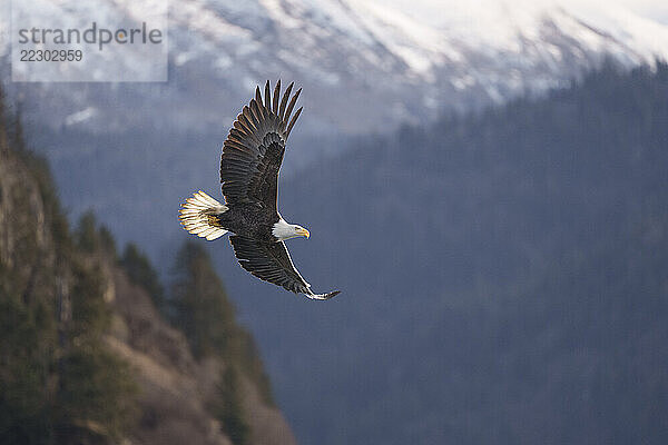 Majestic Bald Eagle Soaring Over Mountainous Forest in Natural H